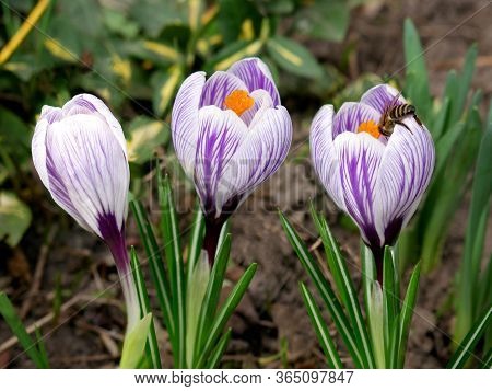 Three Flowers Of Striped Crocuses, On One Of Which A Bee Sits, From The Group Of The Earliest Flowes