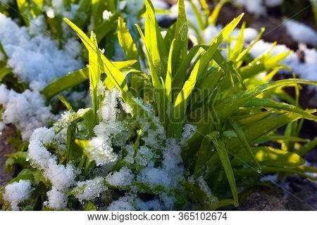 Sprouted Young Grass In The Morning Sun Stands Under The Freshly Fallen Snow. Season Change In Natur