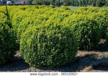 Plantation With Rows Of Evergreen Buxus Boxwood Plants In Ball Shape