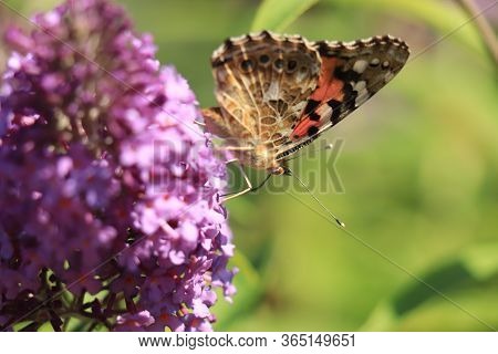 Painted Lady (vanessa Cardui) Butterfly On Summer Lilac