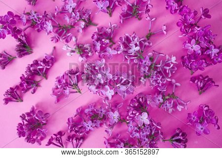 Red Flower. Flower In Garden At Sunny Summer Or Spring Day. Flower For Postcard Beauty Decoration An