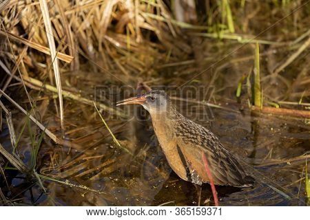 The Virginia Rai (rallus Limicola) Small Water Bird In The Marsh. Natural Scene From Conservation Ar