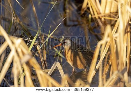 The Virginia Rai (rallus Limicola) Small Water Bird In The Marsh. Natural Scene From Conservation Ar