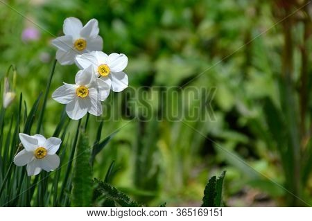 Narcissus Poeticus Flower On Green Background With Copy Space