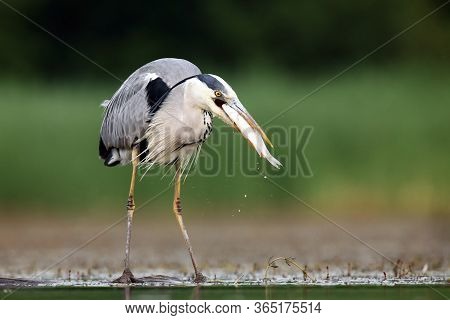 The Grey Heron (ardea Cinerea) Standing And Fishing In The Water. Big Heron With Fish With Green Bac