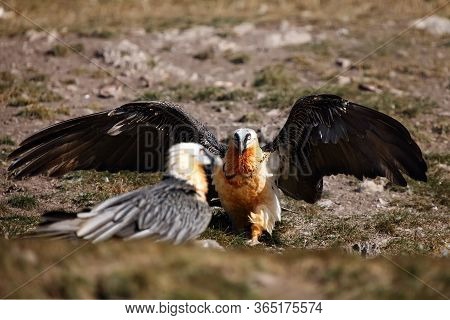 The Bearded Vulture (gypaetus Barbatus), Also Known As The Lammergeier Or Ossifrage On The Feeder. A