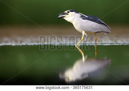 The Black-crowned Night Heron (nycticorax Nycticorax), Commonly Night Heron With Green Background. N