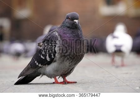 Blue-gray Pigeon Close-up Against The Background Of Old Red Brick Building Stands On Paving Stone In