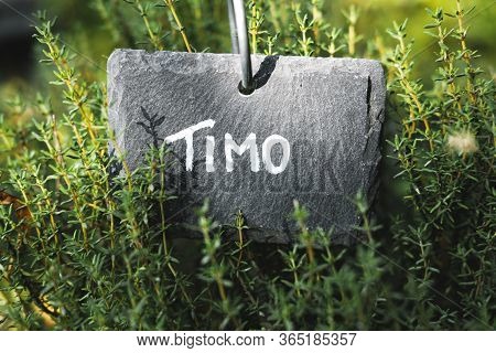 Stone Tablet In Garden With Inscription Thyme In Italian - Timo. Growing Herbs And In The Home Garde