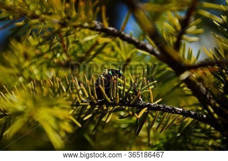 Golden Bronze Cetonia Aurata Is A Type Of Coleoptera From The Subfamily Of Bronze Cetoniinae Of The 