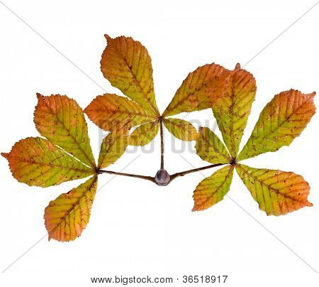 Foglia di albero di ippocastani (Aesculus hippocastanum) su sfondo bianco