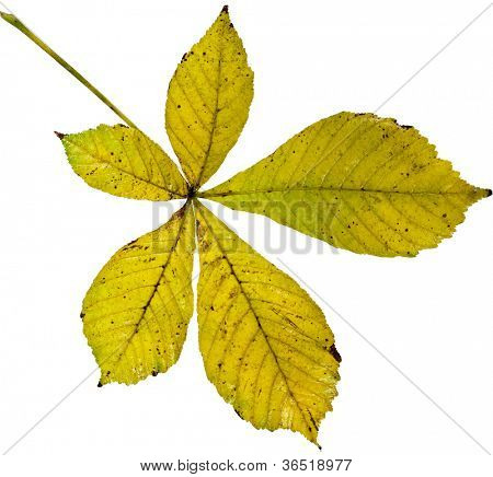 Foglia di albero di ippocastani (Aesculus hippocastanum) su sfondo bianco