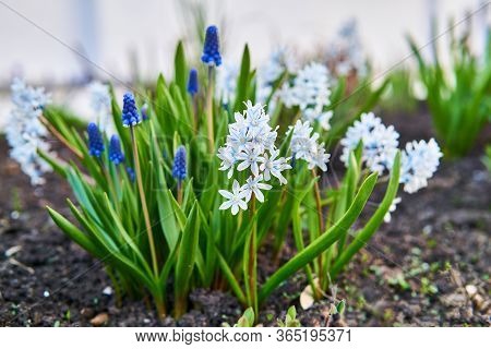 White And Blue Small Flowers Of Bulbous Plants Of Pushkinia And Grape Hyacinth Bloomed In The Spring