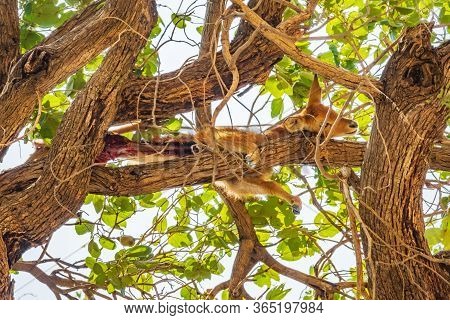 Hunted Puku On Top Of The Tree, Bottom View
