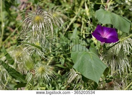 Politely Eel Dark-violet Garden Design Close-up, Excellent