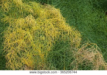 Yellow And Green Leaves Of Ferula Linkii In Inagua.