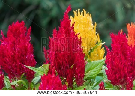 Red And Yellow Plumed Cockscomb, Celosia Argentea. Colorful Celosia Argentea On The Garden, Natural 