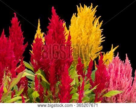 Red, Pink And Yellow Plumed Cockscomb, Celosia Argentea On Black Background. Colorful Celosia Argent