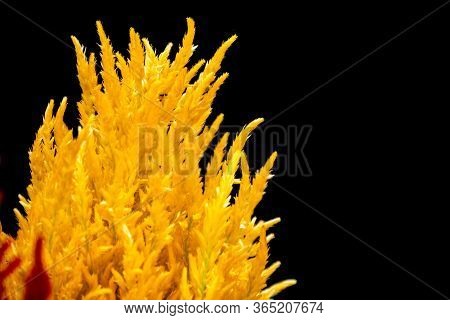Yellow Plumed Cockscomb, Celosia Argentea On Black Background. Colorful Celosia Argentea On The Gard