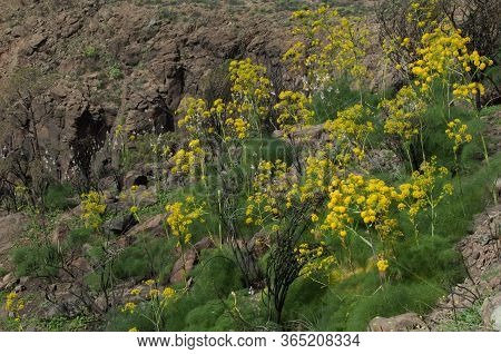 Yellow Flowers Of Ferula Linkii In Inagua.