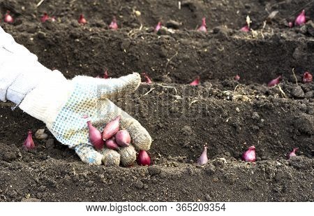 The Hand Of A Woman Farmer In A Glove, Sowing Onions In An Organic Garden, A Close-up Of The Hand Pl