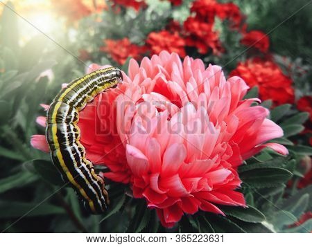 A Beautiful Caterpillar With A Black, White And Yellow Longitudinal Stripe Sits On An Aster Flower I