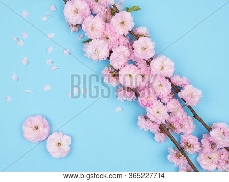 A Branch Of A Flowering Almonds Trilobate On A Blue Background. The View From The Top. Card. Spring 