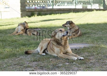 Three Similar Dogs Are Relatives, Older Puppies Sit And Rest On The Grass. One Of The Dogs Is Biting
