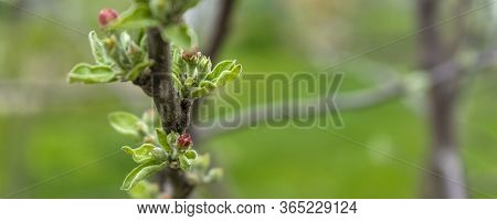 Buds Of Apple Tree. Young Green Leaves Blooming On The Tree. Unblown Bud Of Fruit Tree In Spring. Sp