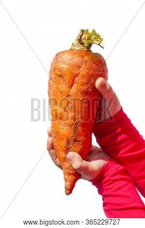 Ugly Food. Deformed Organic Carrot In Child's Hand On White Background Isolated. Bright Juicy Colors