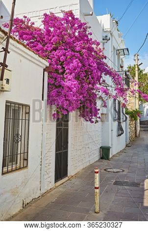 Pink Bougainvillea Flowers And Old Blue Door At Bodrum. Mugla, Turkey