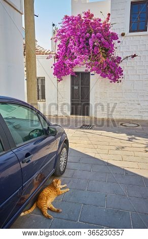 Pink Bougainvillea Flowers And Old Blue Door At Bodrum. Mugla, Turkey