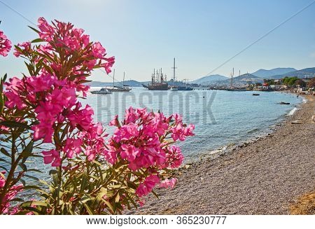 View Of The Gumusluk Bodrum Marina, Sailing Boats And Yachts In Bodrum Town, City Of Turkey. Shore A