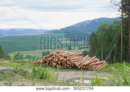 Trunks Of Trees Cut And Stacked In Foreground, Green Forest. Pile Of Tree In Forest