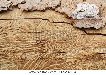 Traces Of Pests On Tree Bark. Tree Bark Pitted By Bark Beetle