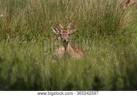 Male Fallow Deer Resting In Green Grass