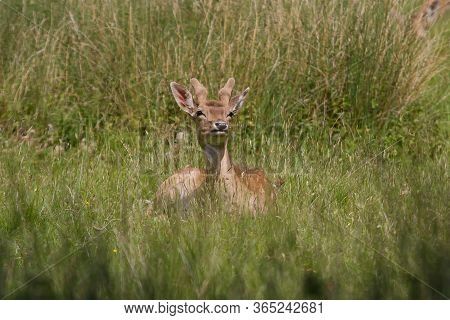 Male Fallow Deer Sitting In Green Grass