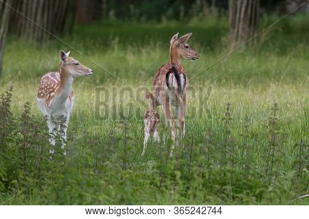 Two Female Fallow Deer With A Young Fawn