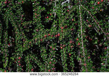 Bright Red Berries Of Bearberry Cotoneaster (cotoneaster Dammeri) With Green Leaves