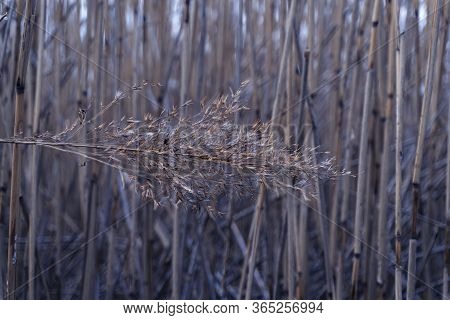 Reed At Sedge Field, Toned At Classic Blue, Trendy Color Of The Year.