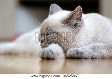 British Shorthair Colorpoint Cat Ludwig