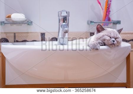 British Shorthair Colorpoint Cat Ludwig
