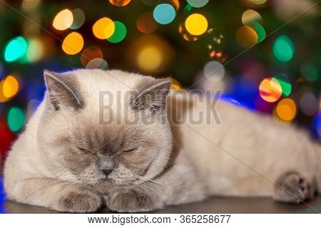 British Shorthair Colorpoint Cat Ludwig