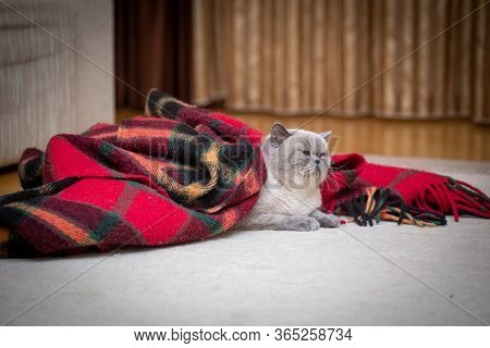 British Shorthair Colorpoint Cat Ludwig