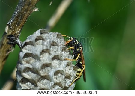 Wasp. Wasp On Honeycomb. Macro Of Wild Wasp Resting In Hive Vespiary
