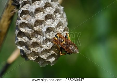 Wasp. Wasp On Honeycomb. Macro Of Wild Wasp Resting In Hive Vespiary