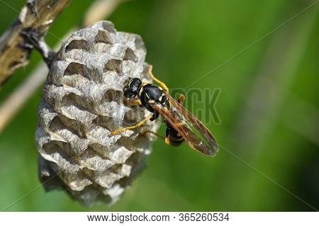 Wasp. Wasp On Honeycomb. Macro Of Wild Wasp Resting In Hive Vespiary