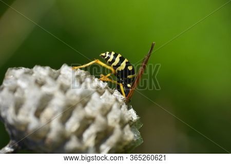 Wasp. Wasp On Honeycomb. Macro Of Wild Wasp Resting In Hive Vespiary