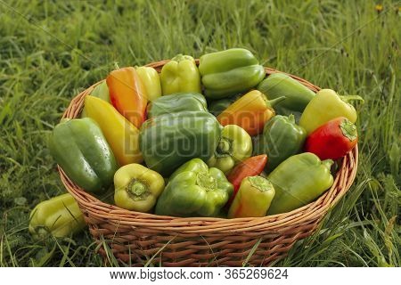 A Crop Of Ripe Peppers Lies In A Large Basket On A Background Of Green Grass. Colorful Natural Veget