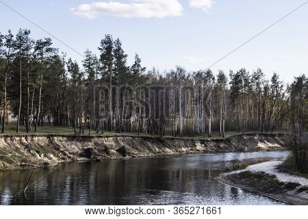Ukranian Landscape In The Forest. Pine Forest With A River Name Psel In City Sumy. Pine Trees On A R